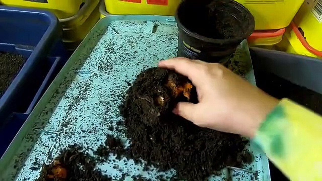 FINISHED WORM CASTINGS MANAGEMENT