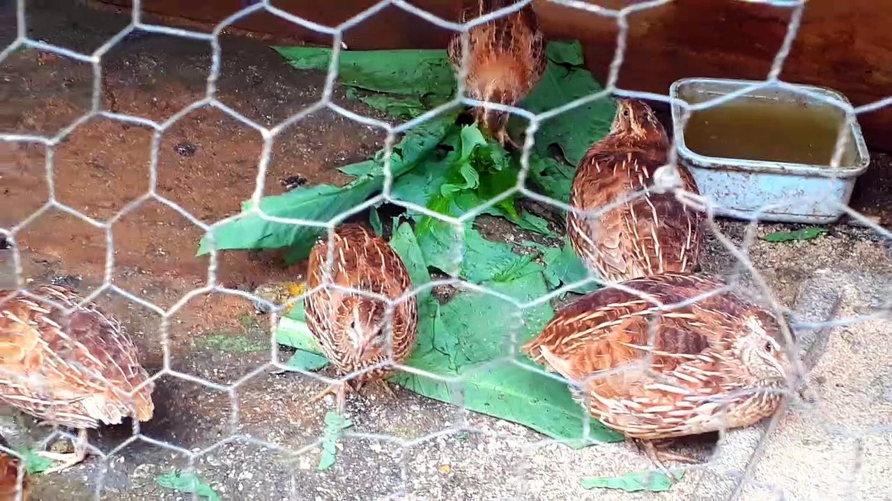 GALINHA E CODORNA DIVERSÃO GARANTIDA