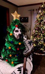 Great Dane Feeling Festive in Christmas Tree Costume