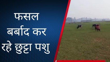 सिद्धार्थनगर: गेहूं की फसल बर्बाद कर रहे छुट्टा गौवंशीय पशु, देखें वीडियो