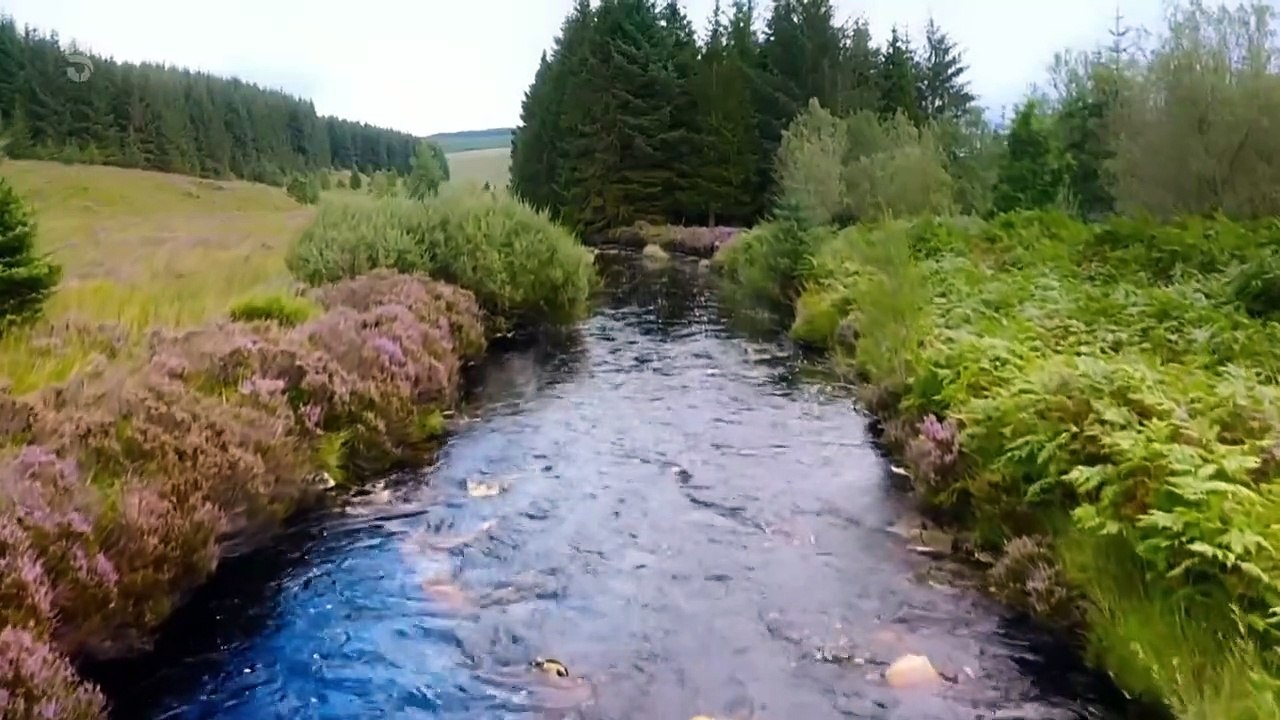 Secret Life of the Forest - Se1 - Ep01 HD Watch HD Deutsch