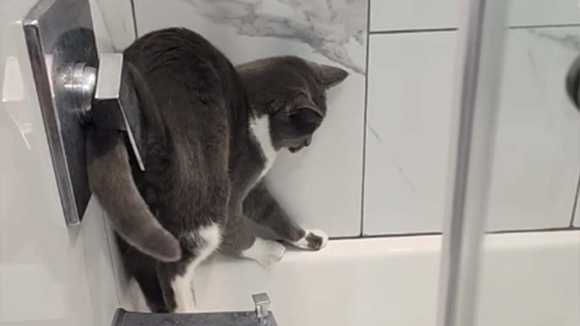 Cat Stuck In Bath