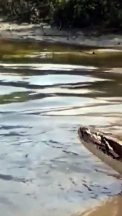 python swimming #shorts  2022