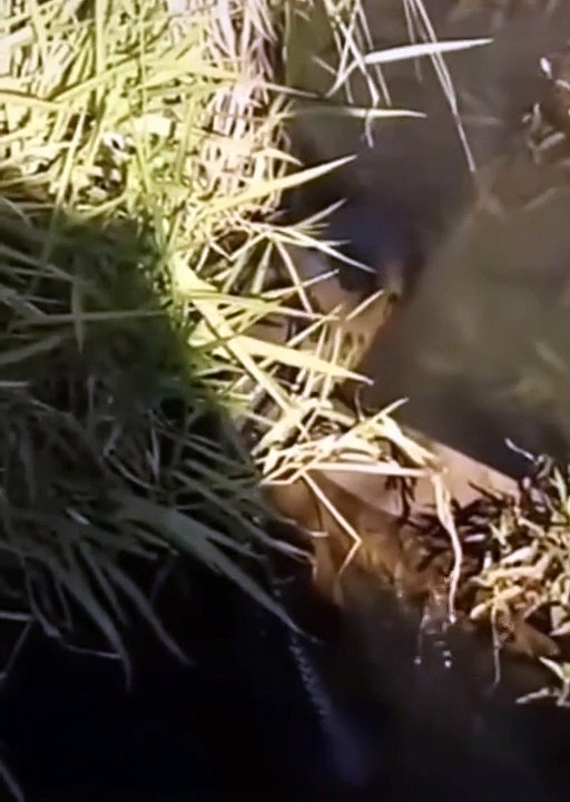 big snake underwater #shorts 2022
