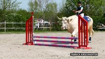 Aston, le taureau qui se prenait pour un cheval