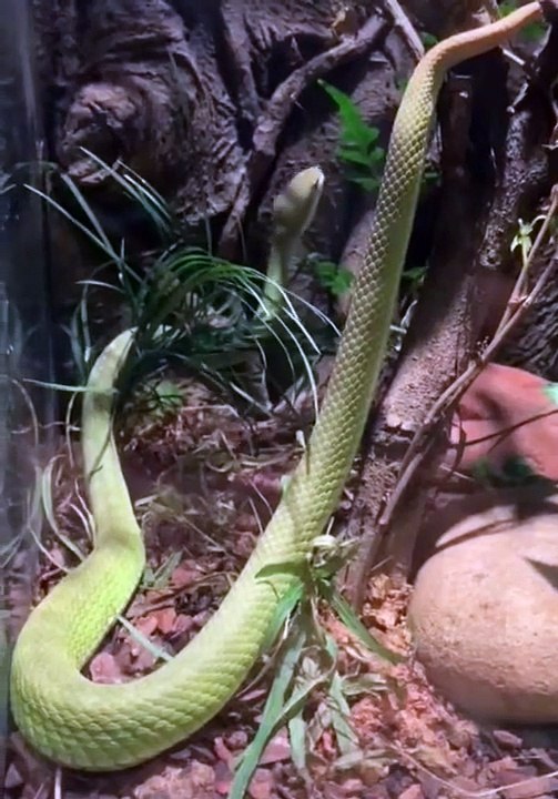 green snake #shorts  2022 (2)