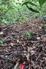 what what snake #shorts