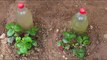 Drip Irrigation System| How to make Drip irrigation system with Bottles #drip #dripirrigation #system #bottels