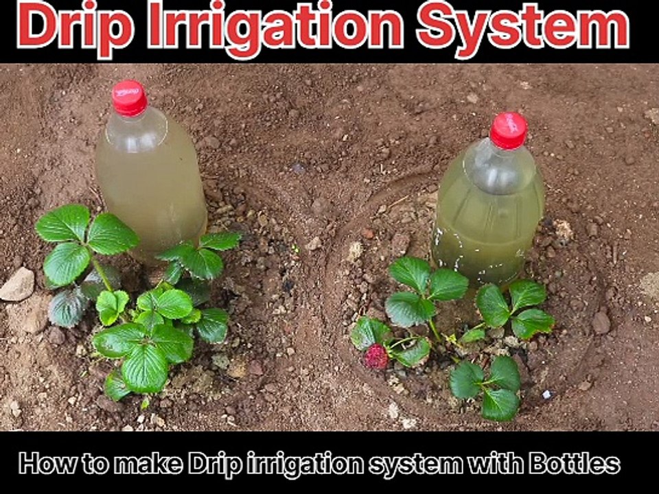 Drip Irrigation System How to make Drip irrigation system with Bottles
