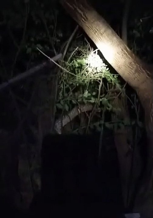 Python on a tree at night #shorts