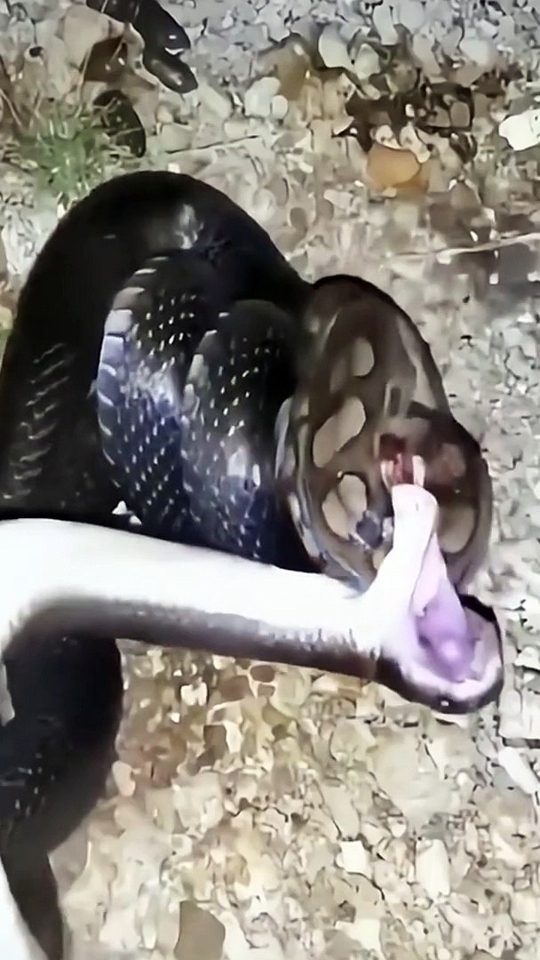 ⁣Snakes swallow other snakes #shorts#snake