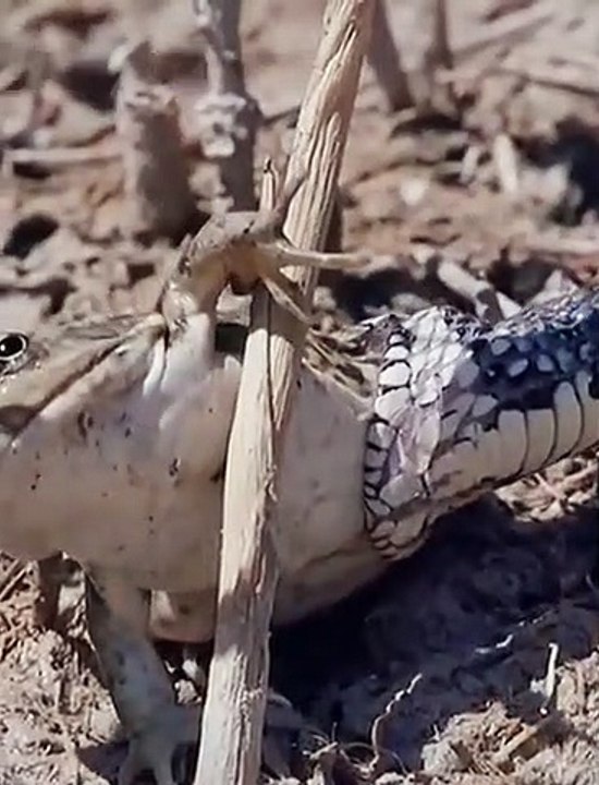 snake  swallows frogs fast #shorts
