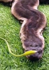 biggest snake in the world #shorts