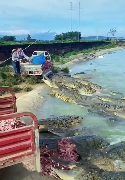 crocodile yummy food #shorts (top video) 2021