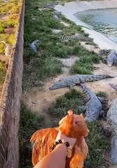 crocodile farm feeding #shorts (top video) 2021 (2)