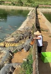 crocodile farm feeding #shorts (top video) 2021 (3)
