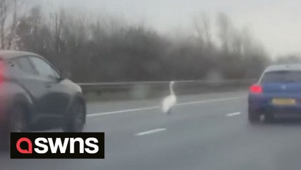 Brave swan takes a daring walk - by strolling into oncoming traffic on UK motorway