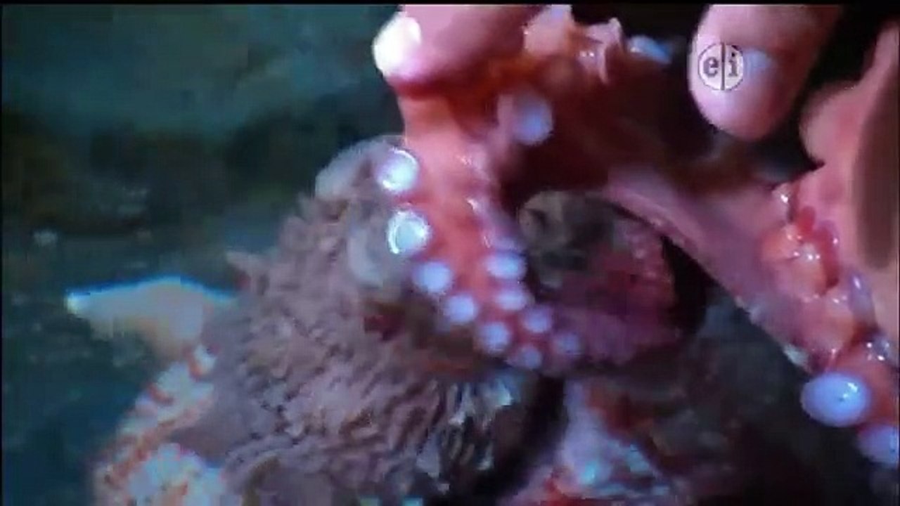 Wild Kratts - Se1 - Ep30 HD Watch HD Deutsch