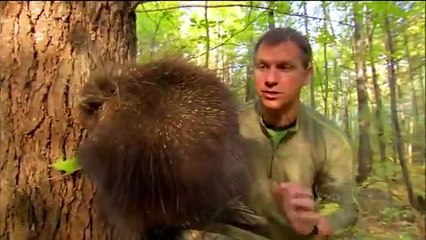 Wild Kratts - Se1 - Ep33 HD Watch HD Deutsch