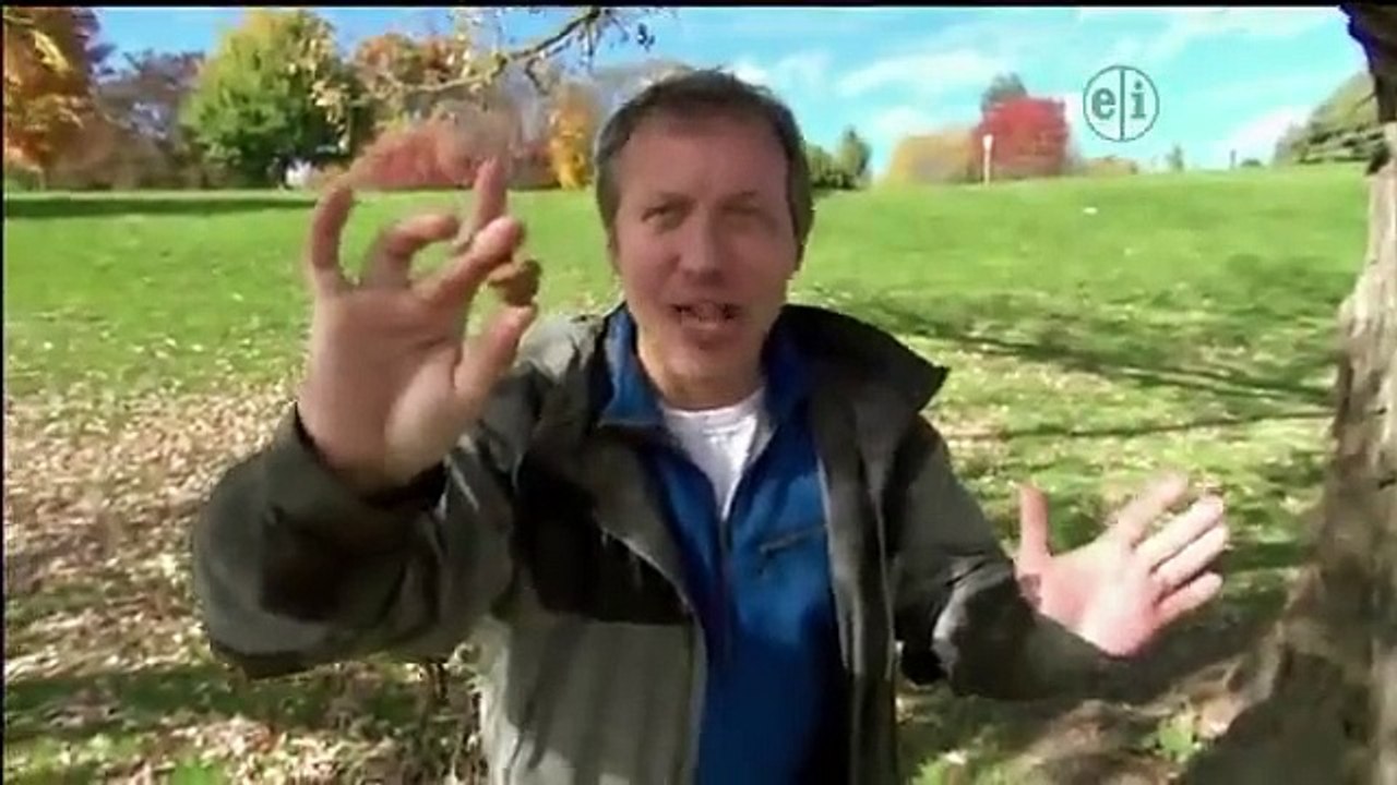 Wild Kratts - Se1 - Ep41 HD Watch HD Deutsch