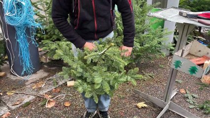 Il est encore temps d'acheter votre sapin