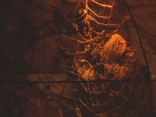 Extrait ''Les Griots du Boss''