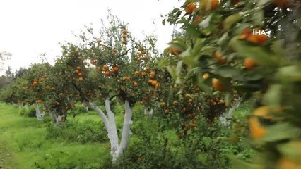Başkan Aras, öğrencilerle mandalina hasadı yaptı