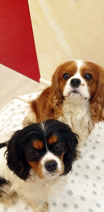 Tiny Kitten Introduced to Doggy Siblings