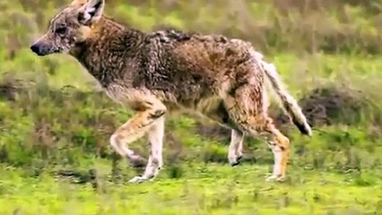 In Search of Monsters - Se1 - Ep06 - Chupacabra HD Watch HD Deutsch