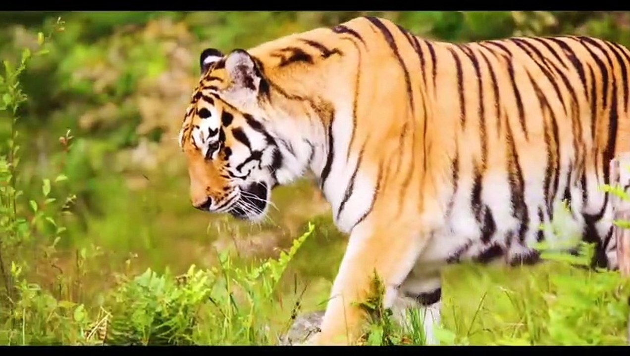 #Wildlife #Junglesafari #Wild animal #Jungle #birds #Elephant #Tiger #Giraffe #Kangaroo #Zebra