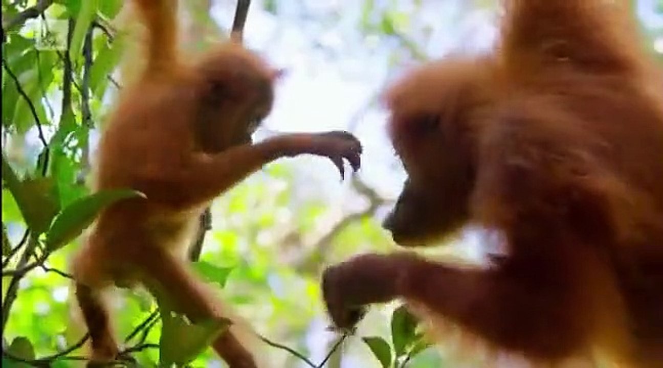 Gogglebox Australia - Se12 - Ep07 HD Watch HD Deutsch