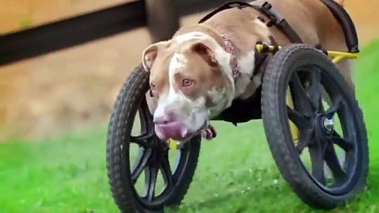 Amanda to the Rescue - Se2 - Ep02 - Professor Clovis and the Hamburglar HD Watch HD Deutsch