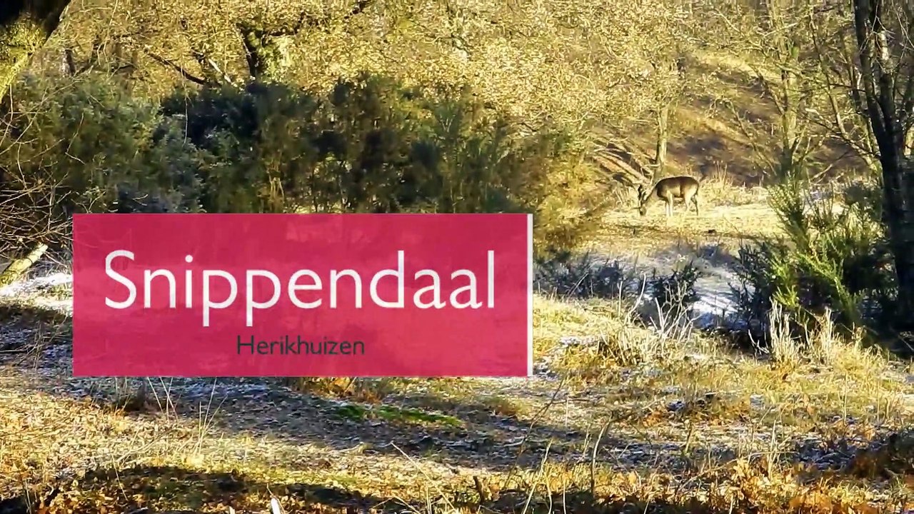 Cerfs dans le Snippendaal ( le vallon des bécasses )