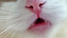 Funny and cute cat video ever 2023
