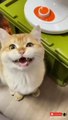 Funny cute cats videos to keep you smiling