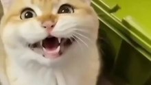 Funny cute cats videos to keep you smiling