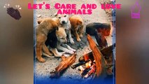 Let's care and love animals | Puppy feeling cold | #inspiresemotions #Dog #animallovers #puppy #trending #shorts #viral #reels