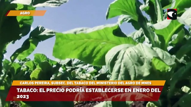 Tabaco el precio podría establecerse en enero del 2023