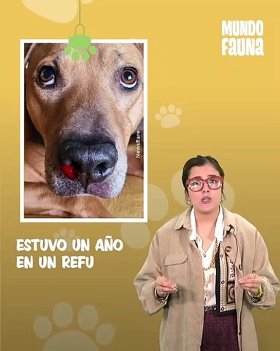 Scooby: el perrito que logró superar su traumático pasado
