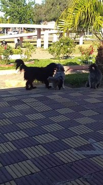 Los perritos en el Hongo, Tacuarembó, Uruguay (13/12/2022)