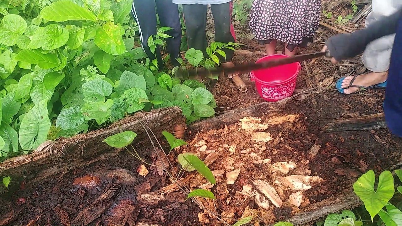 Pengalaman Mencari Batra/Ulas Sagu -  Makanan Khas Mentawai di Dusun Buttui