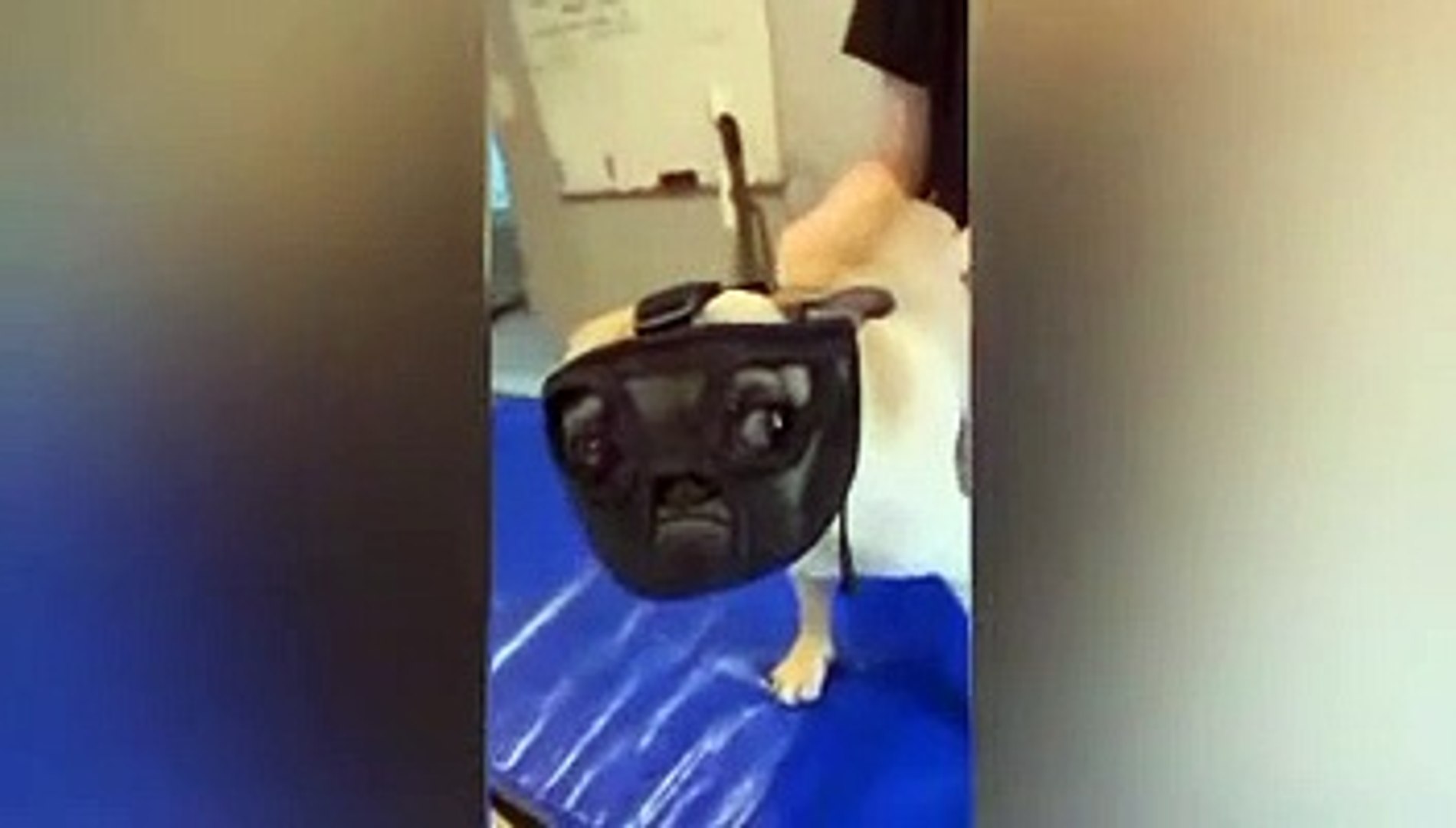 Funny animals - Funny cats / dogs - Funny animals