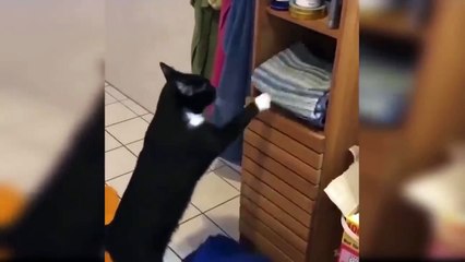 These Funny Cats Make You Definitely Laugh - Funniest Cats #2