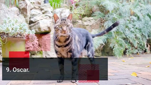 TOP 10 Best Cat Names For Male & Female - Best Cat Name Ideas