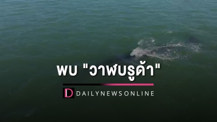 พบ "วาฬบรูด้า" หลงเข้าอ่าวกรูด ซูบผอม-บาดแผล | HOTSHOT เดลินิวส์ 24/12/65