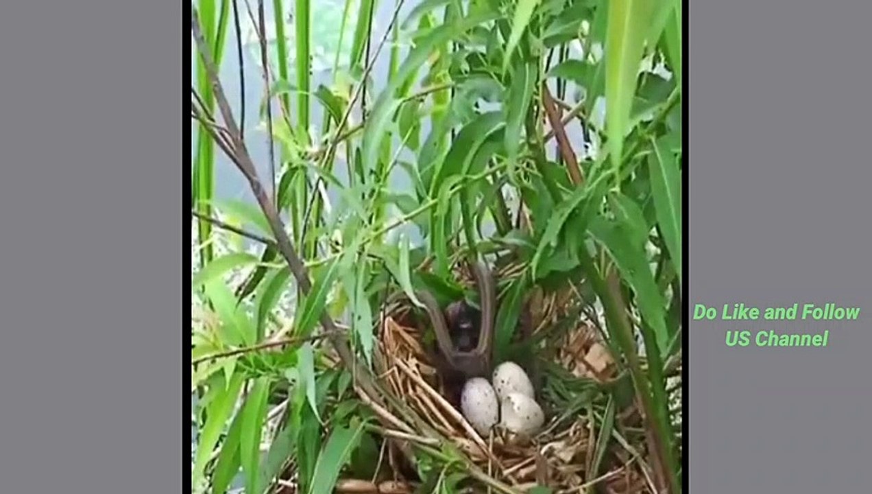 Snake attack on bird