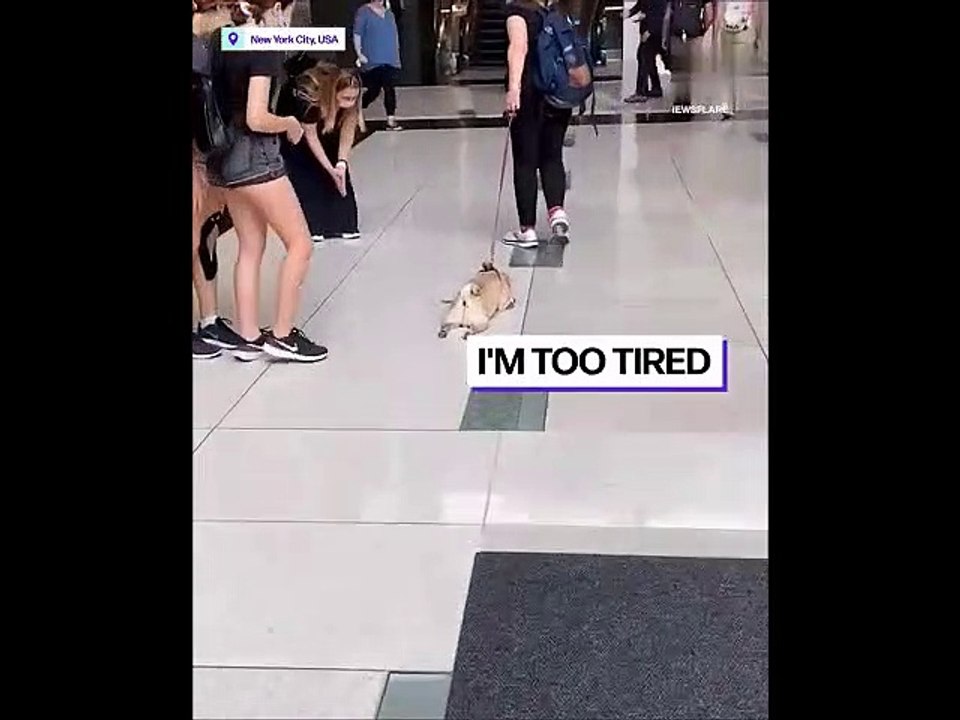 Just Enjoy: Funny dog draging