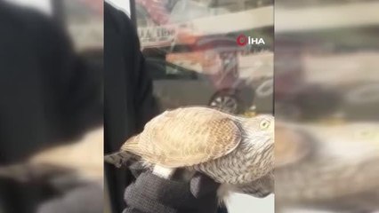 Balkonda yaralı bulunan Atmaca, DKMP ekiplerine teslim edildi