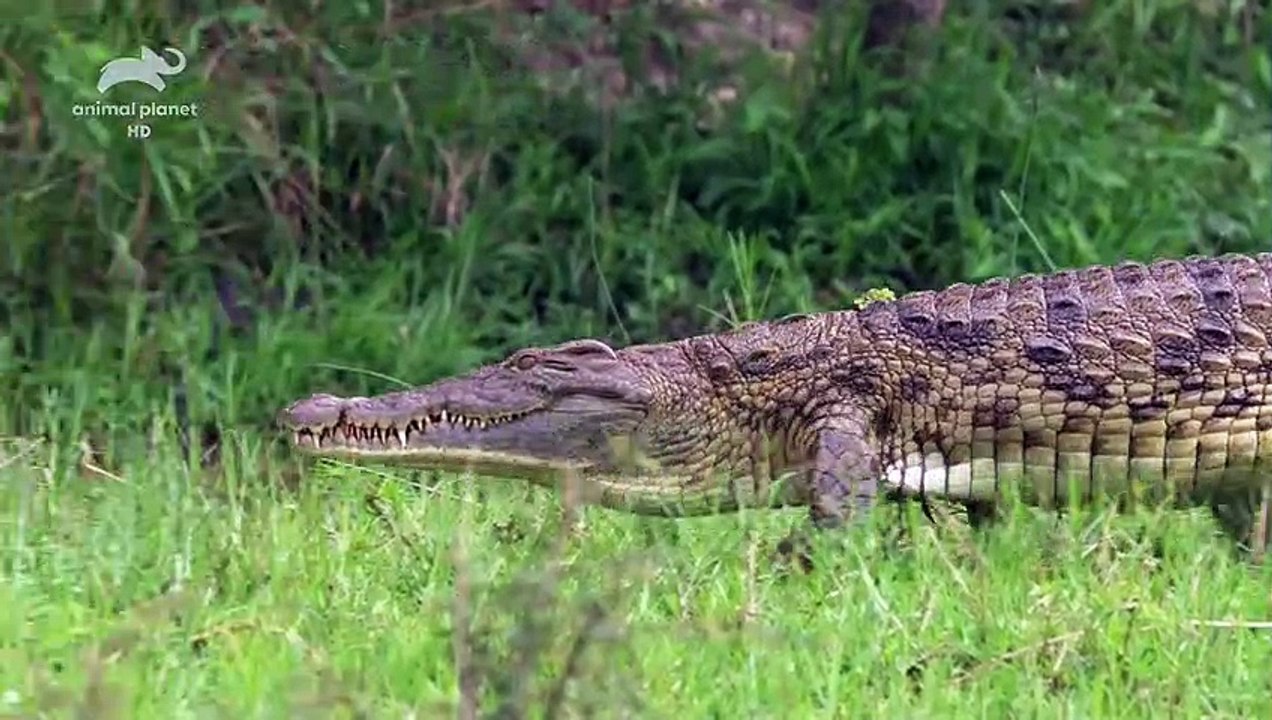 Wild Africa - Rivers of Life - Nile River