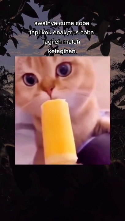 Kucing Lucu (93)